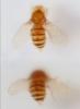 Drosophila simulans